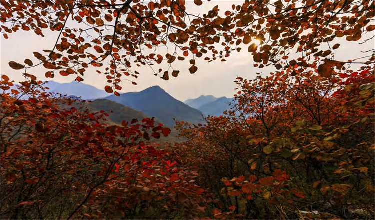 北京药王谷一日游 探神秘药王谷 赏红叶 云腾山浮 飘渺如画 寻觅北京