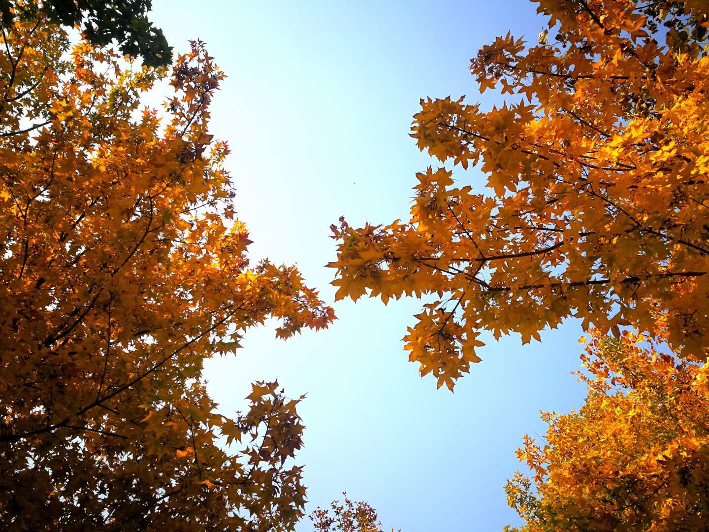 山东淄博周末游-周村古商城_游记