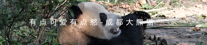 有点可爱有点憨，成都大熊猫超治愈