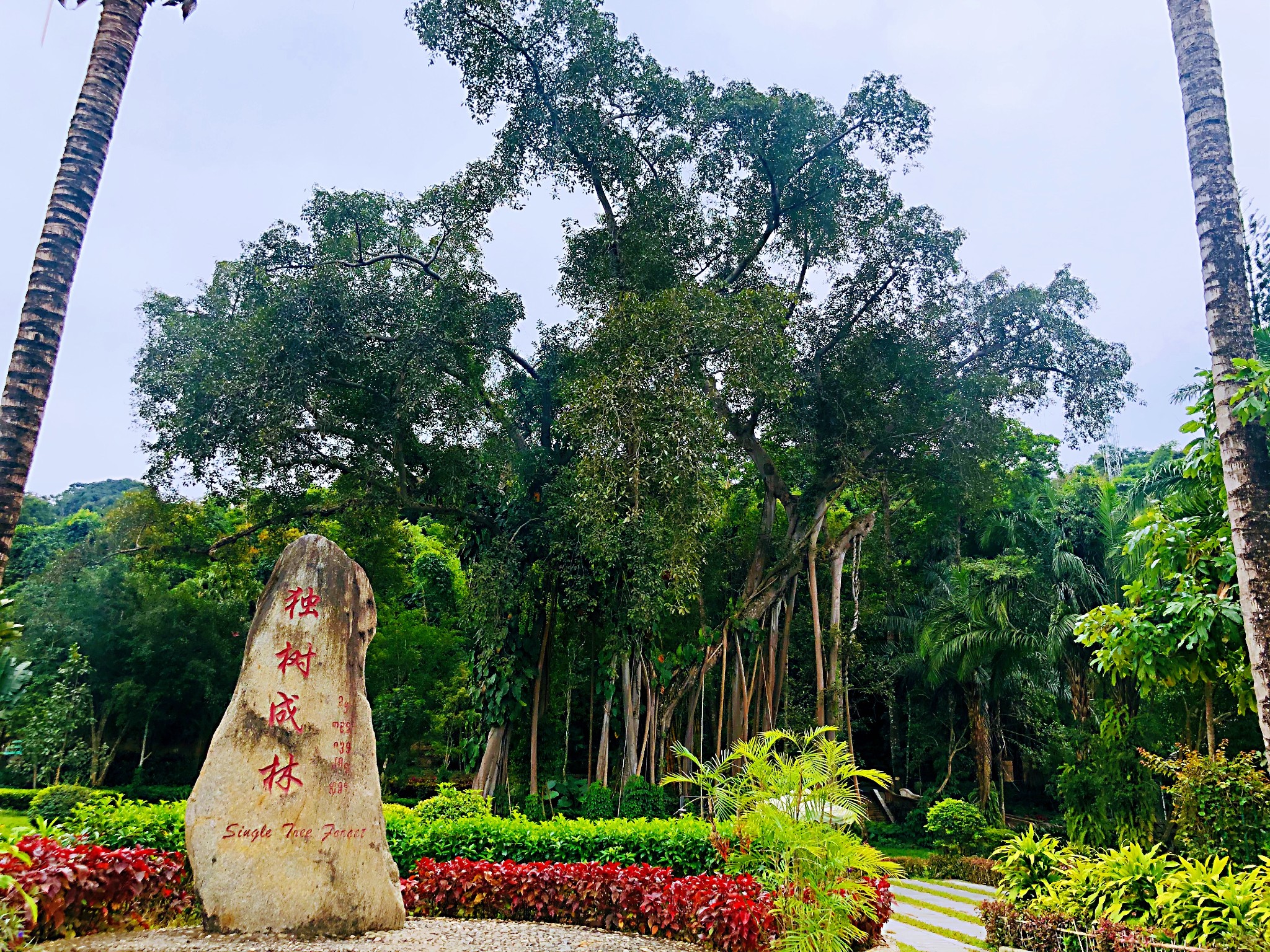 打洛独树成林风景区