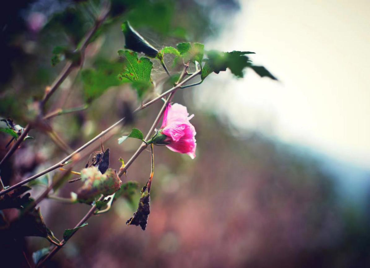 探索开化，甜蜜之旅