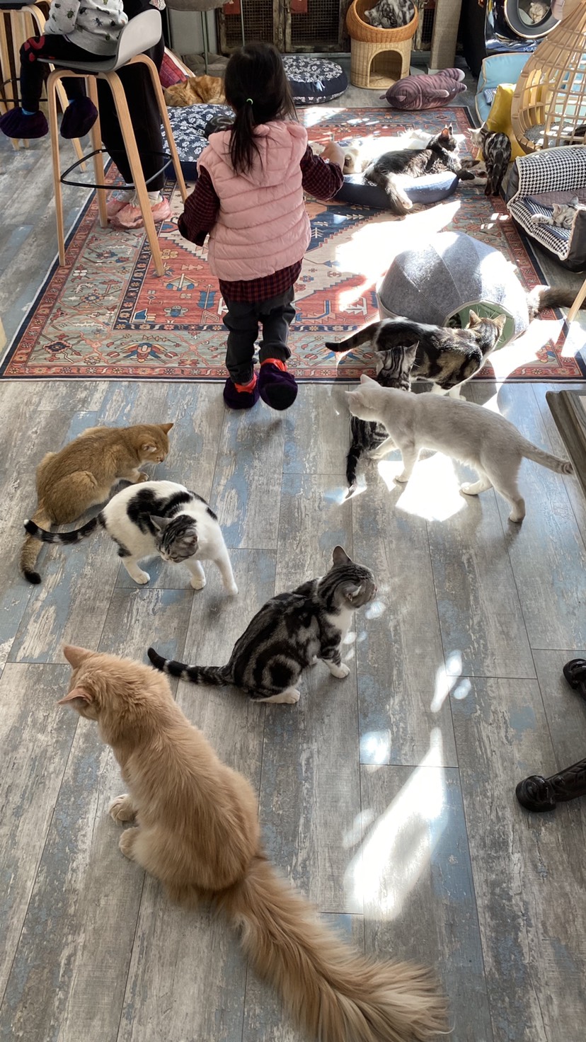 北京娱乐-猫样生活