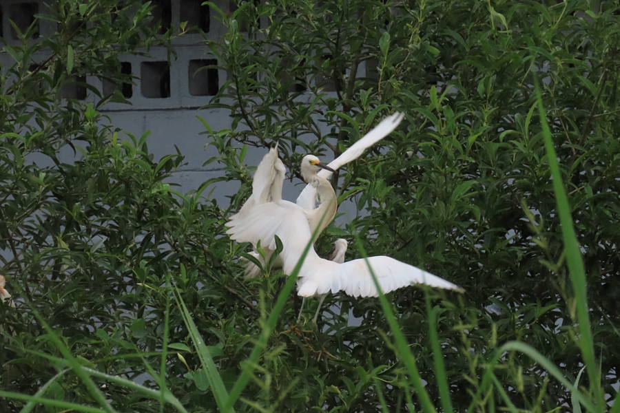 城中鹭影（之二）_游记