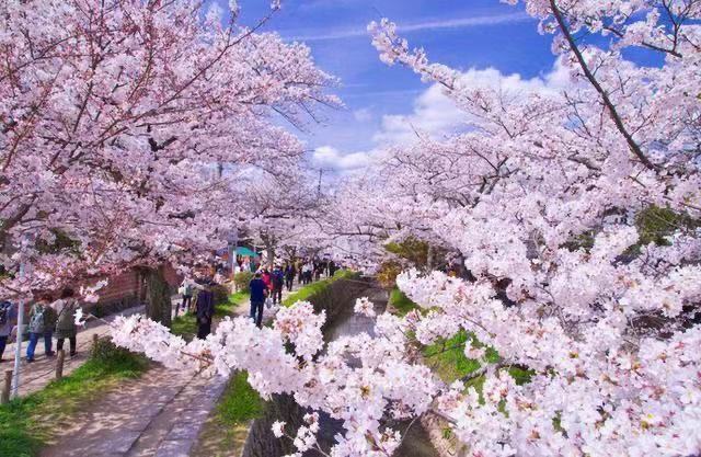 旅顺二0三樱花园 帆船出海 棒棰岛环市6景一日游