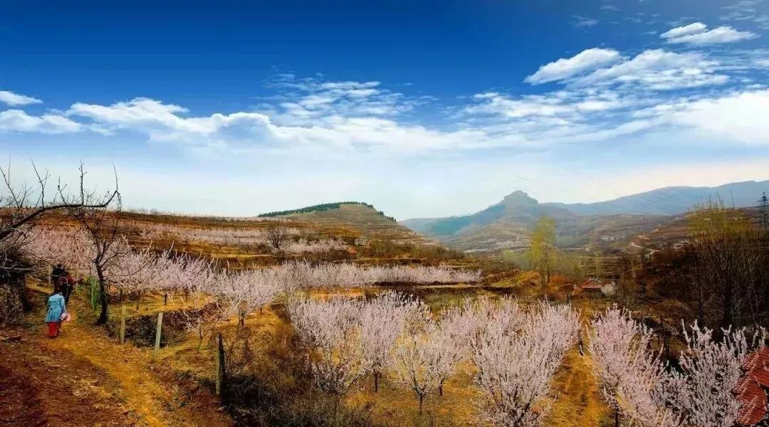 淄博三月赏杏花地图出炉，绝色暴击，欠你们的春天回来了！_游记