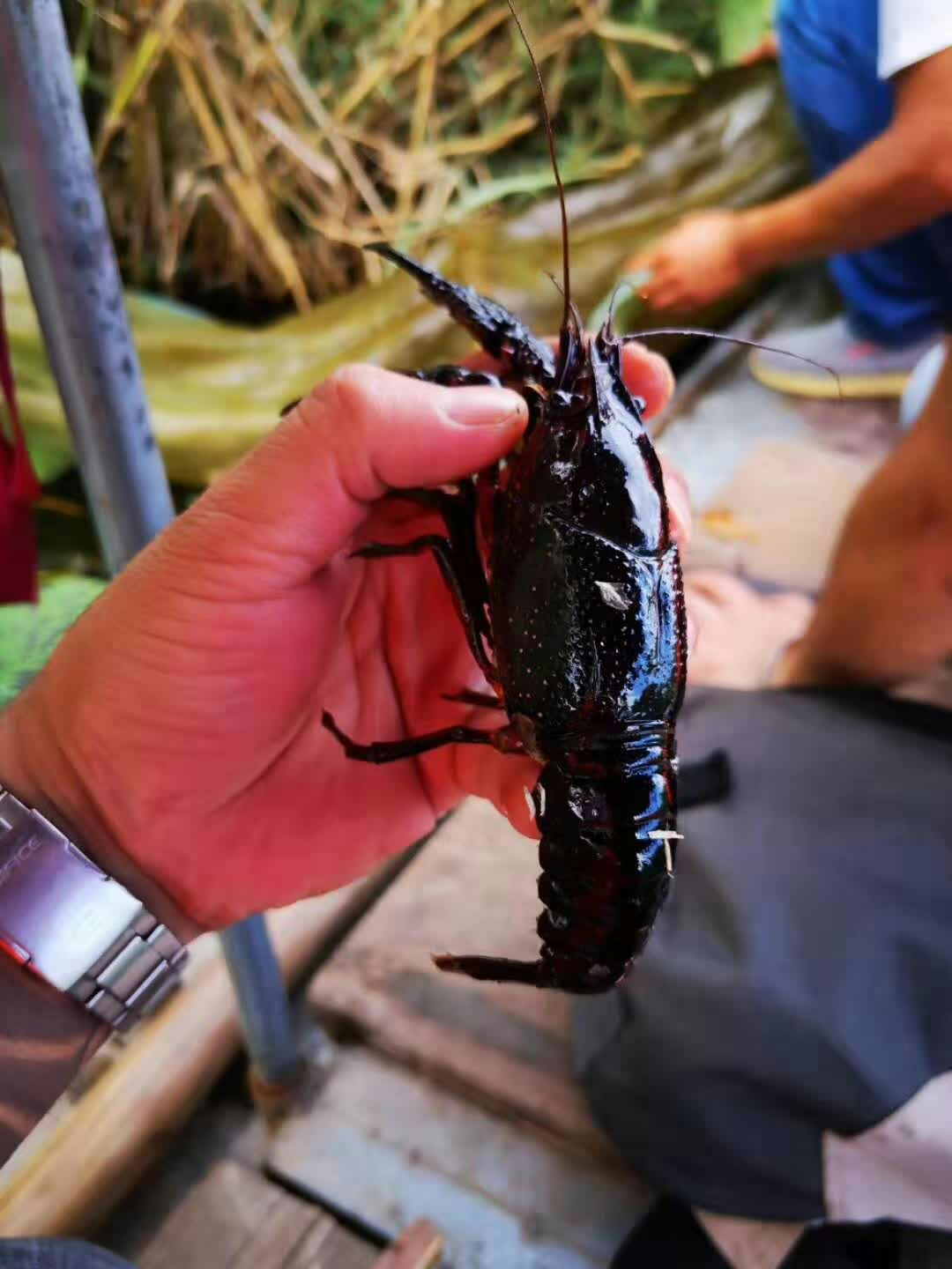 白洋淀  撒丫子玩儿吧_游记