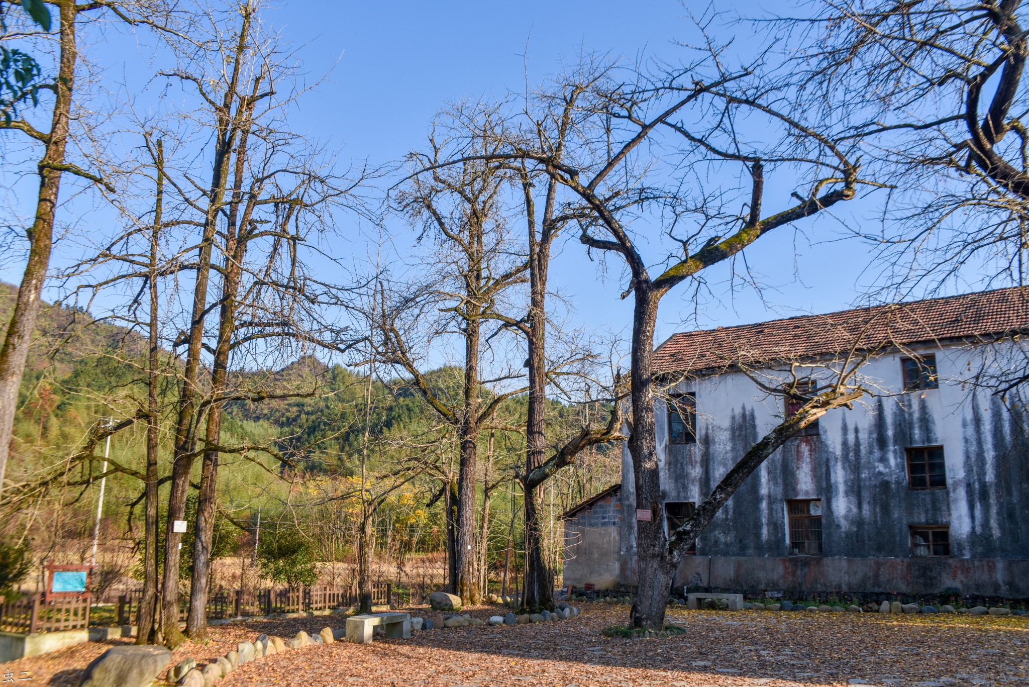 杭州杨家村1200年古银杏古银杏群古树寻踪千年柳杉