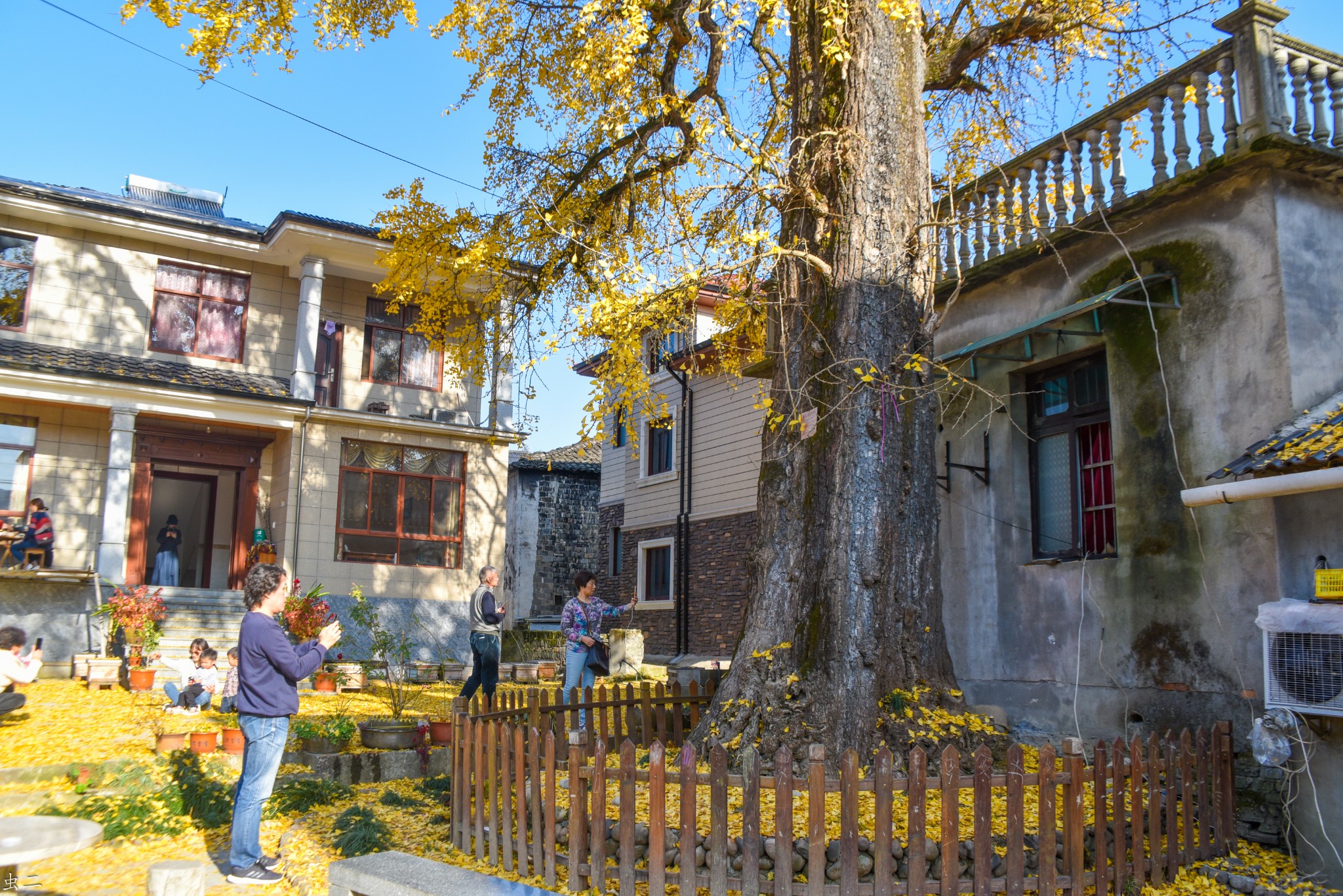 杭州杨家村1200年古银杏古银杏群古树寻踪千年柳杉