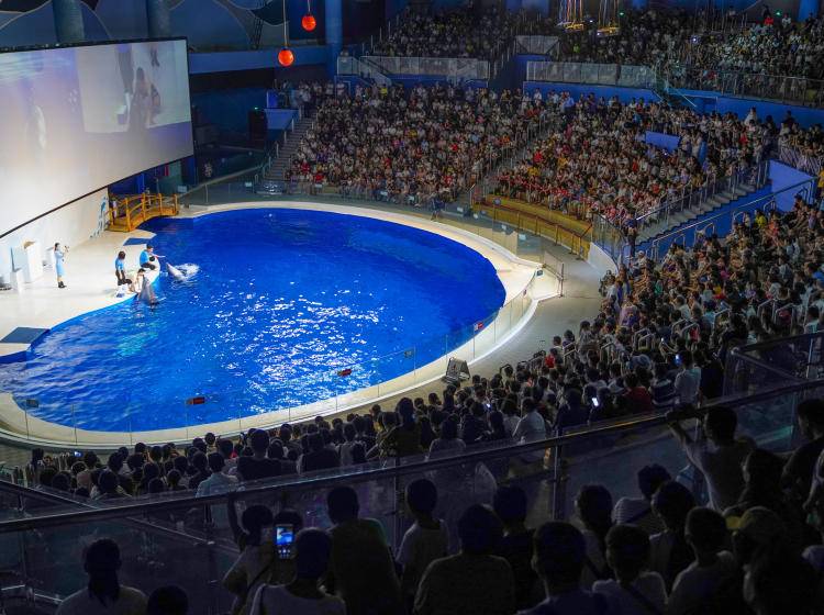 随买随用日照海洋公园门票首创阳光海洋馆与四季花鸟园完美融合国内