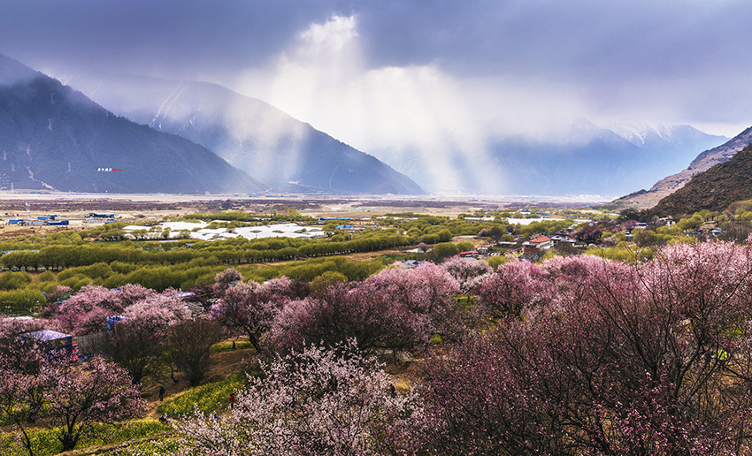 西藏林芝看桃花自驾导航路线(嘎拉桃花村 波密桃花沟