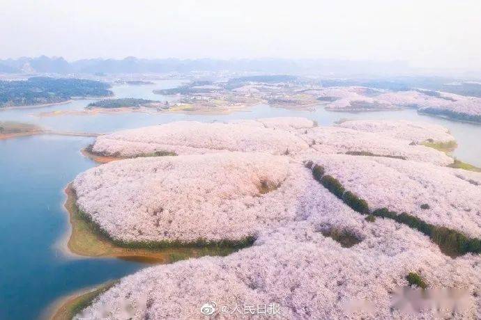 三月去贵安平坝看樱花雨_游记