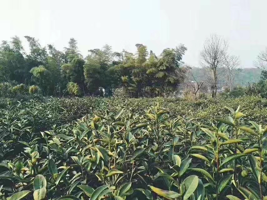 马上清香_游记
