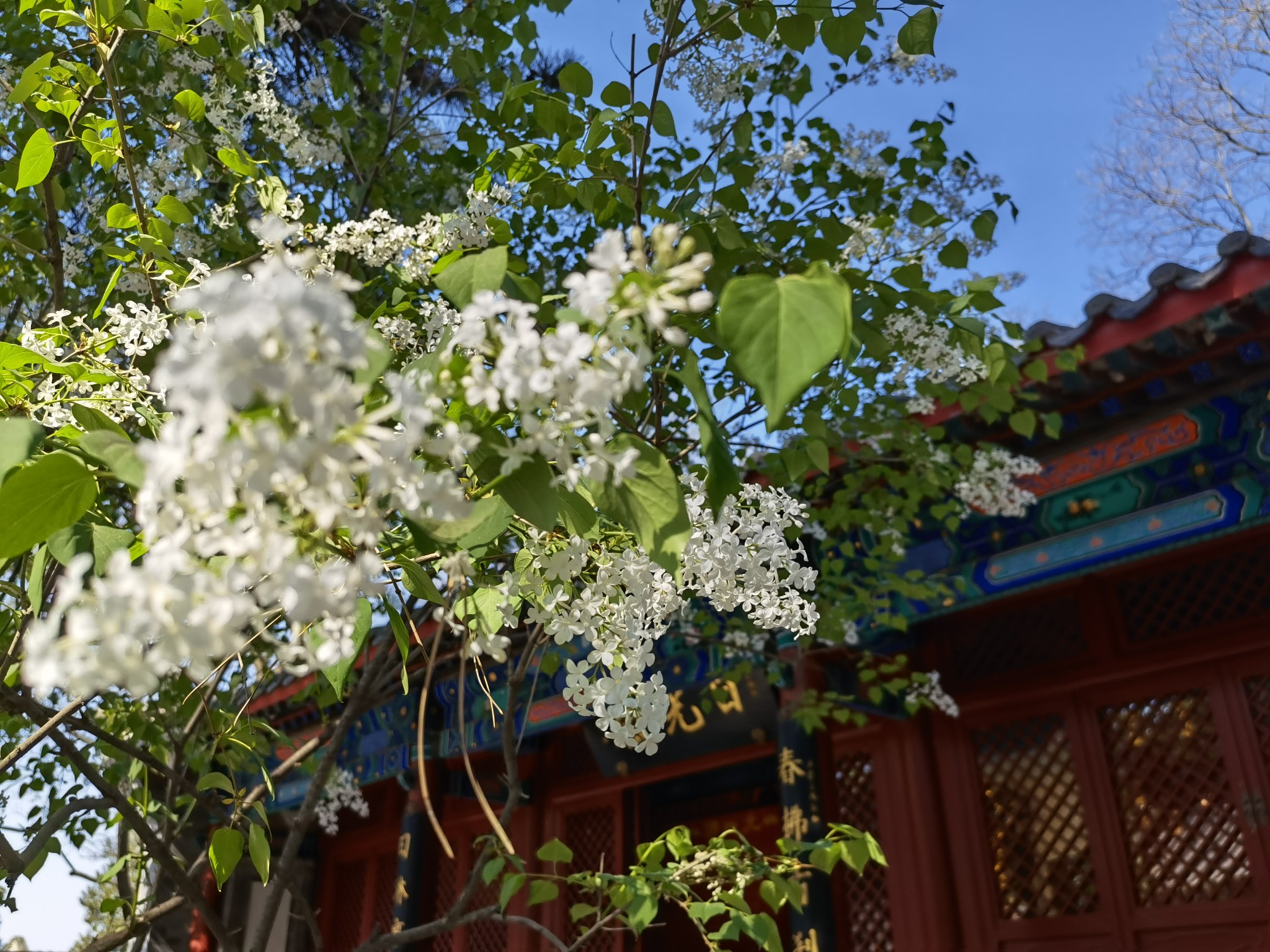 禅意戒台寺丁香花环绕