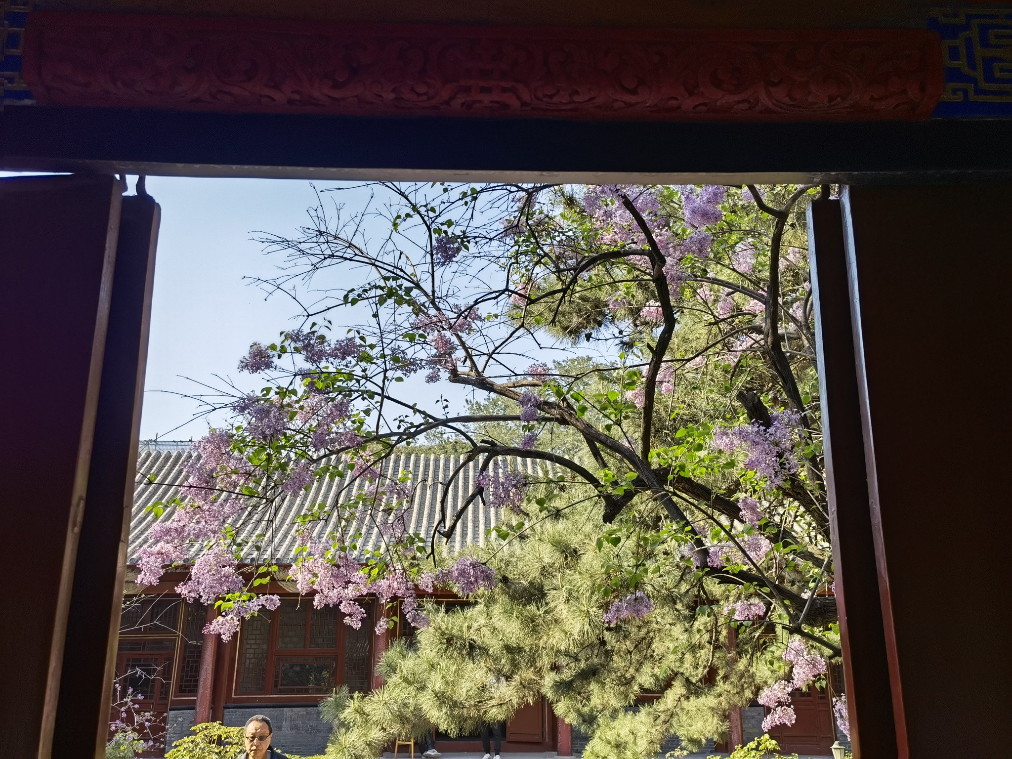 禅意戒台寺丁香花环绕