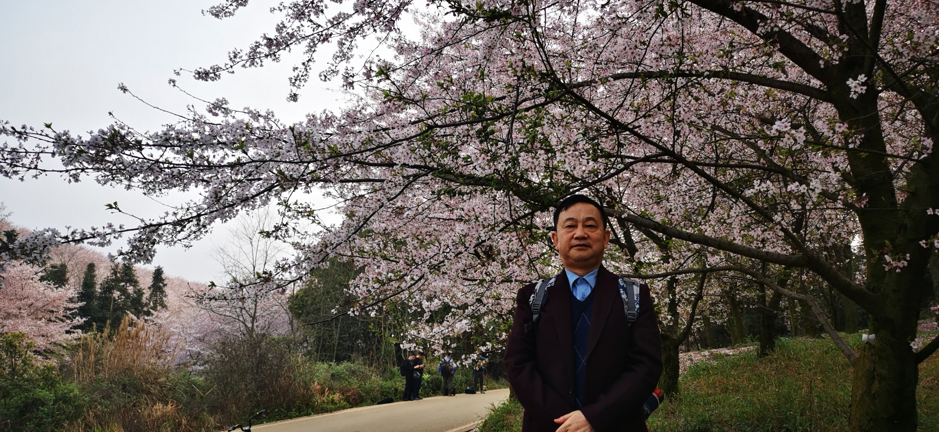 平坝樱花千亩，电动摩托方便。_游记