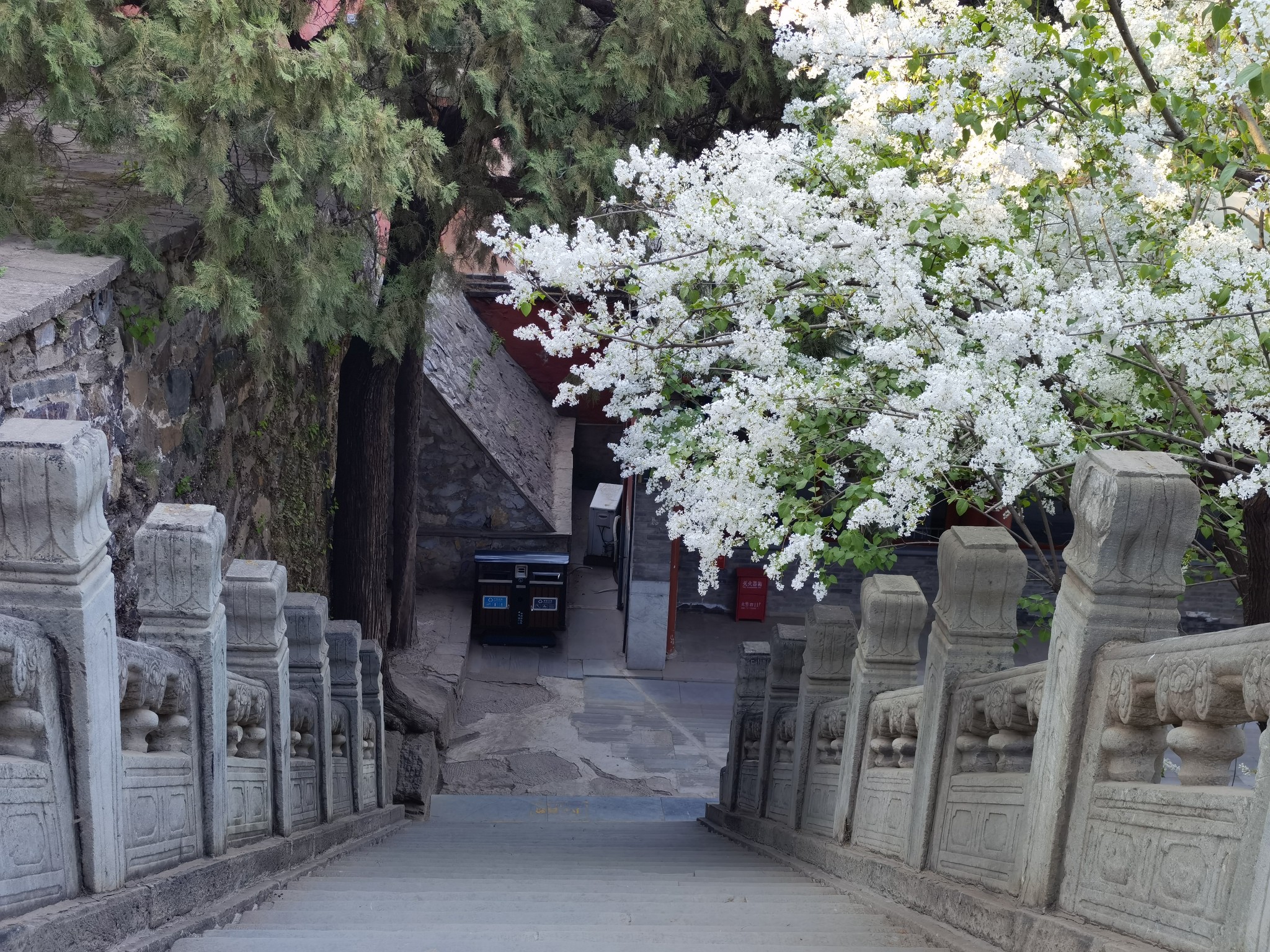 禅意戒台寺丁香花环绕