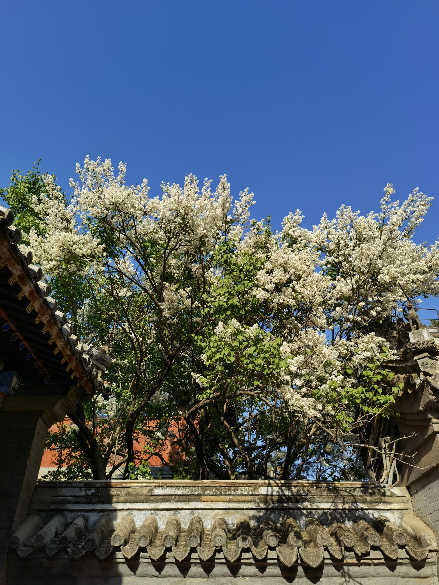禅意戒台寺丁香花环绕