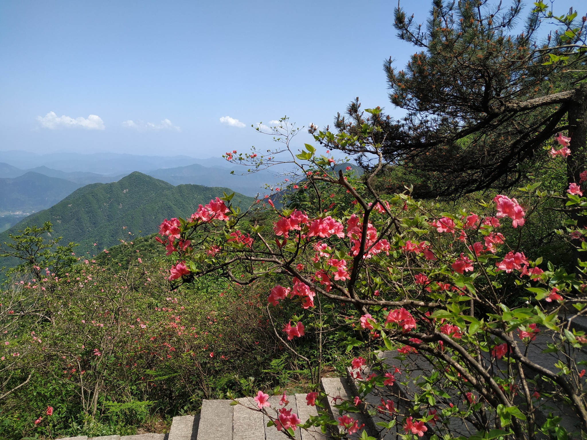 【池州图片】【九华山】五月碧云天，花台映山红