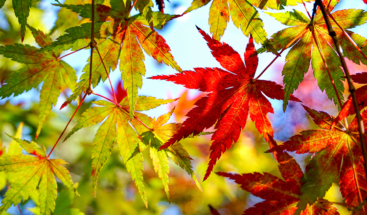 本溪4日游 赏秋美景 深度赏枫 枫叶之都 奇观水洞