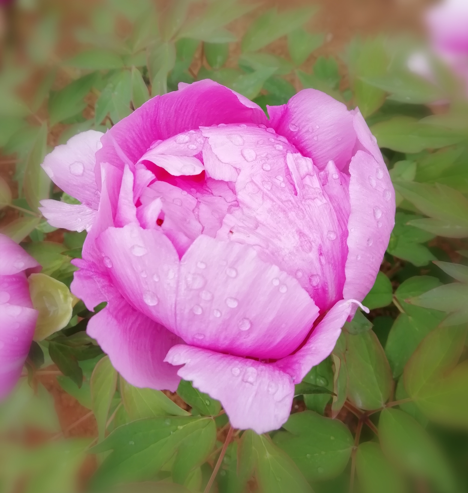 唯有牡丹真国色 花开时节动京城_游记