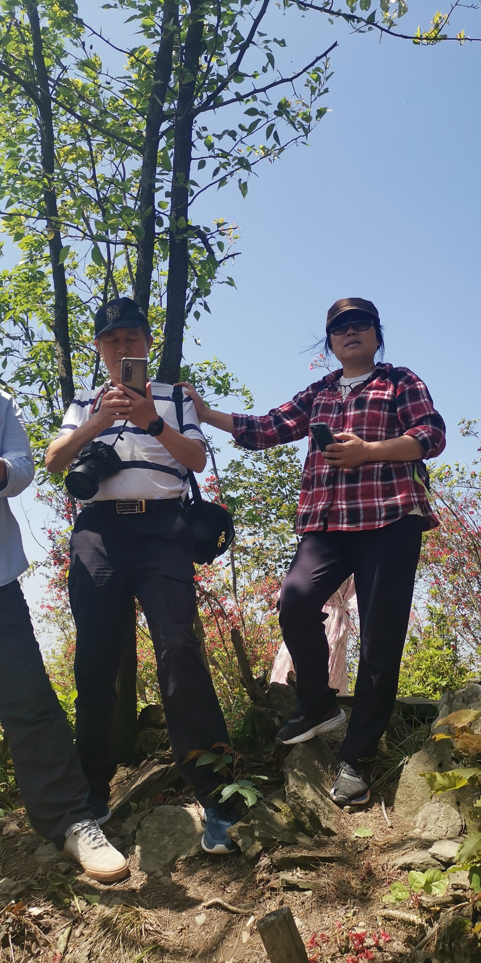 宜昌金刚山的杜鹃花