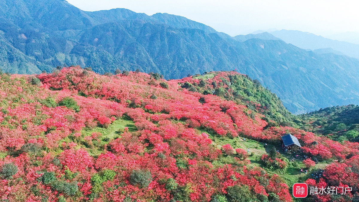 最新实拍:融水元宝山杜鹃花海美到爆屏!再不打卡就晚了