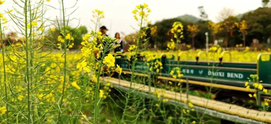 广州出发从化天适樱花园红山村赏油菜花一日游