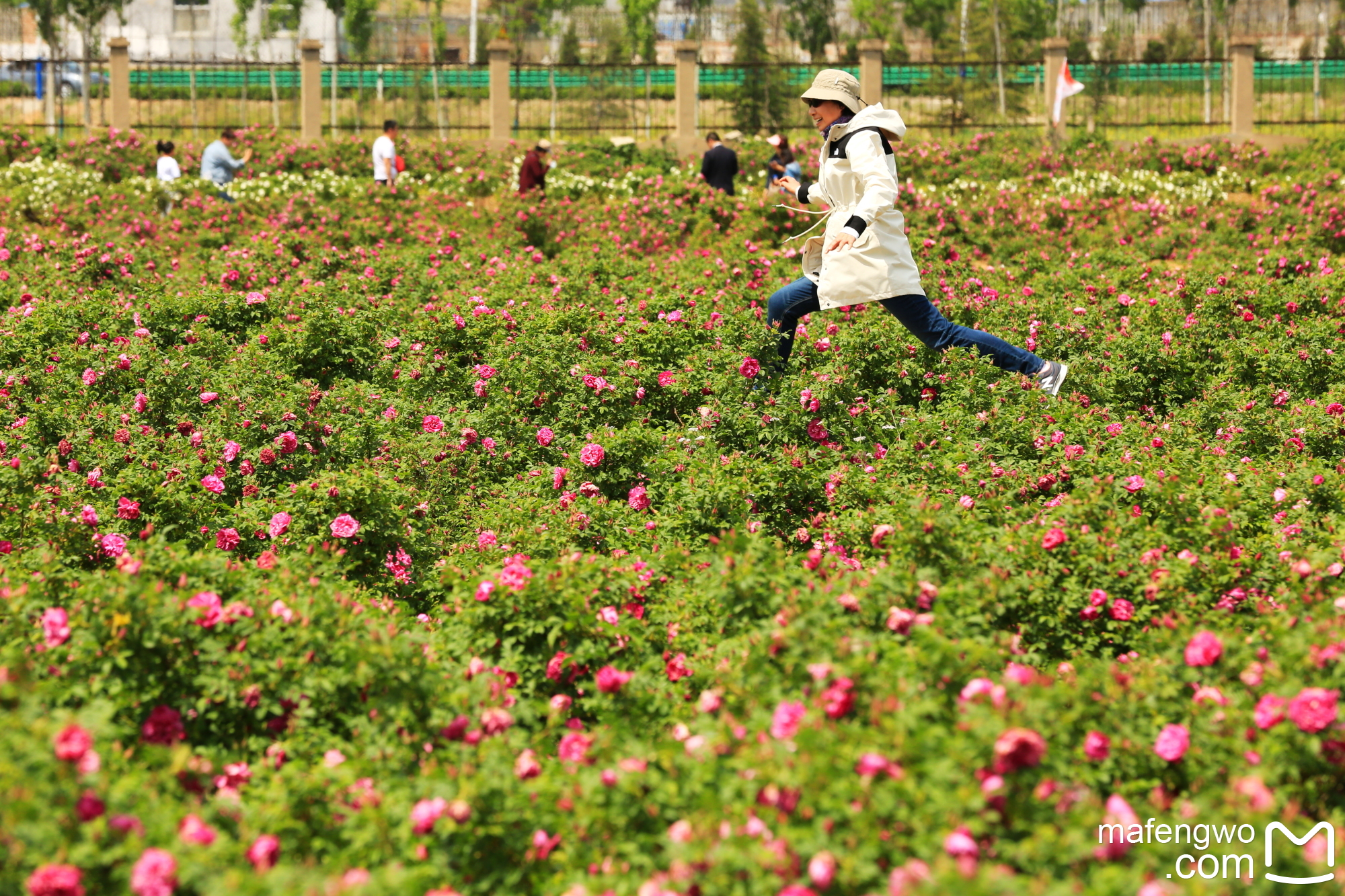玫瑰，玫瑰，我爱你_游记