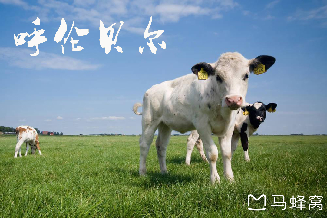 八月，内蒙古八日游，呼伦贝尔是仙，阿尔山是魔_游记
