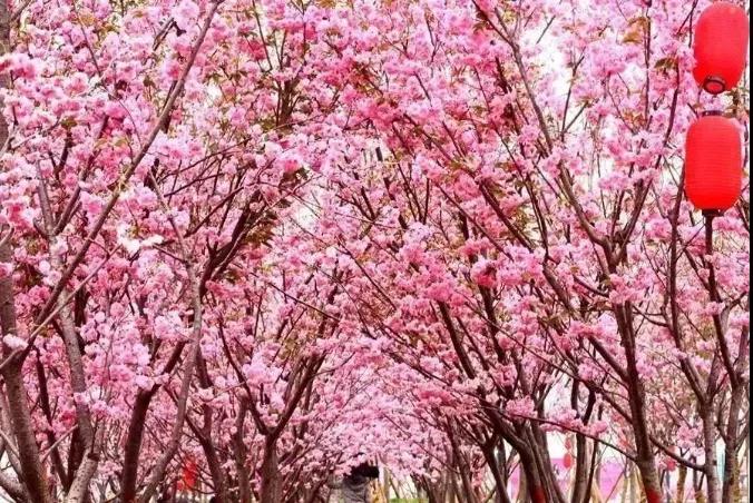 【广州出发】从化天适樱花园一日游(赏樱花 黄花风铃)