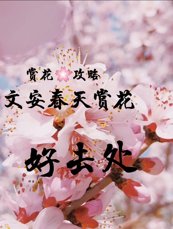 文安春天赏花好去处(月亮)(月亮)