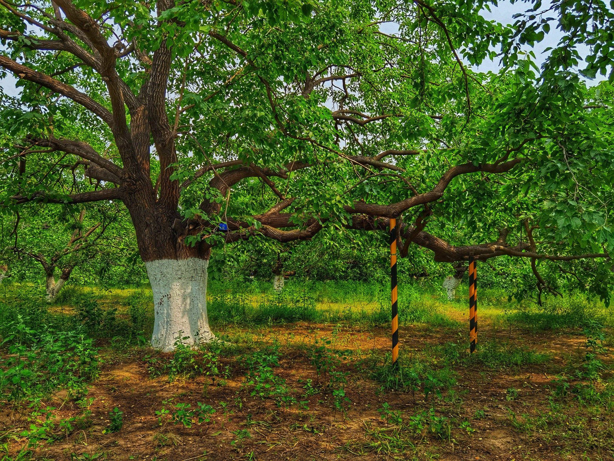 采桑在御林古桑园_游记