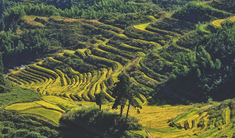 2人起订仙都景区 古堰画乡 云和梯田 天龙八部笑傲江湖取景地纯玩丽水