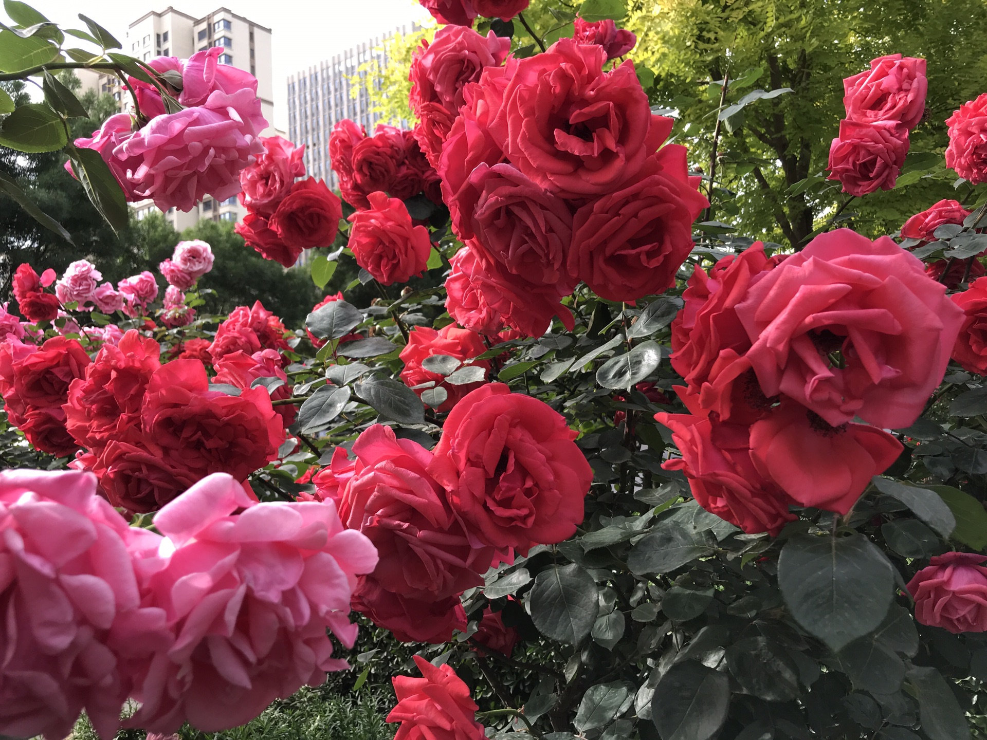 2021年前进大街看月季树繁花似锦。_游记
