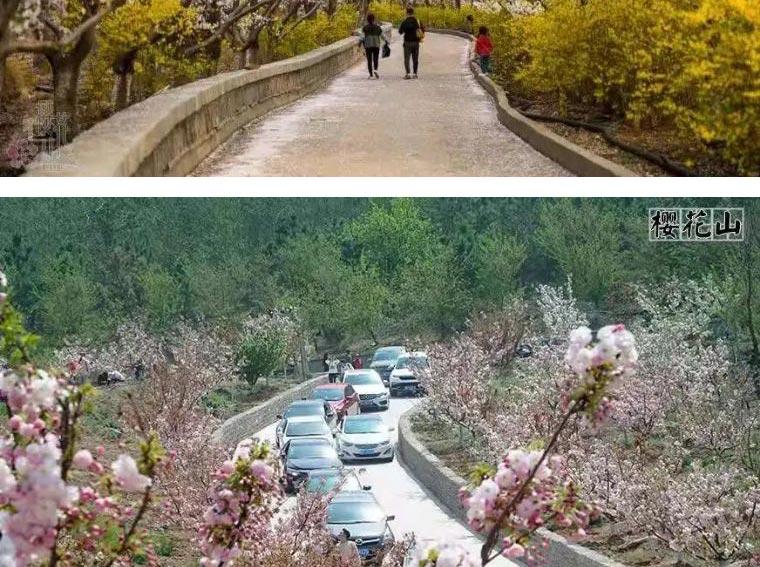 山东滨州邹平樱花山风景区门票 踏青赏樱 电子票 (盛花期预计时间 3月