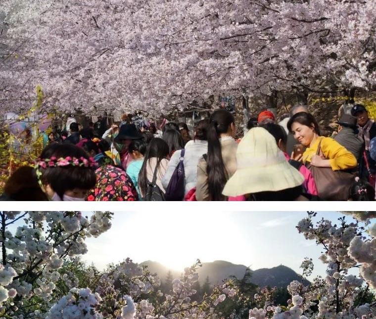 山东滨州邹平樱花山风景区门票 踏青赏樱 电子票 (盛花期预计时间 3月