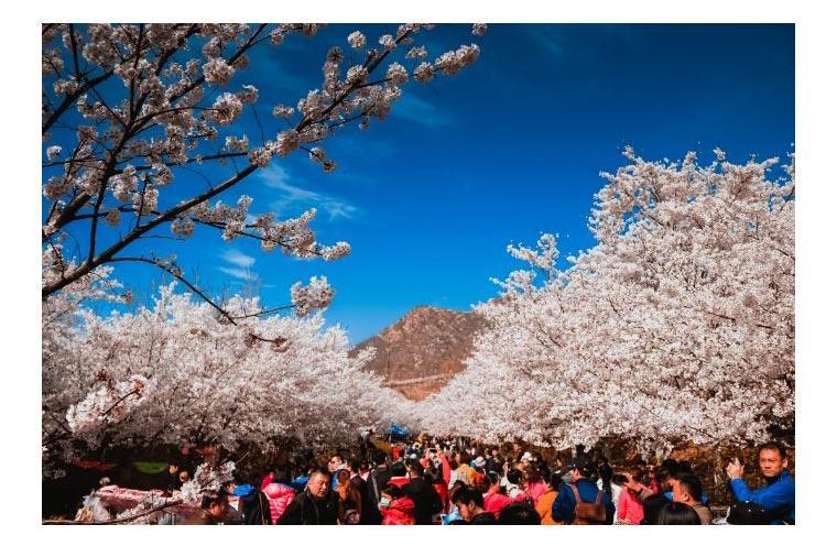 山东滨州邹平樱花山风景区门票 踏青赏樱 电子票 (盛花期预计时间 3月