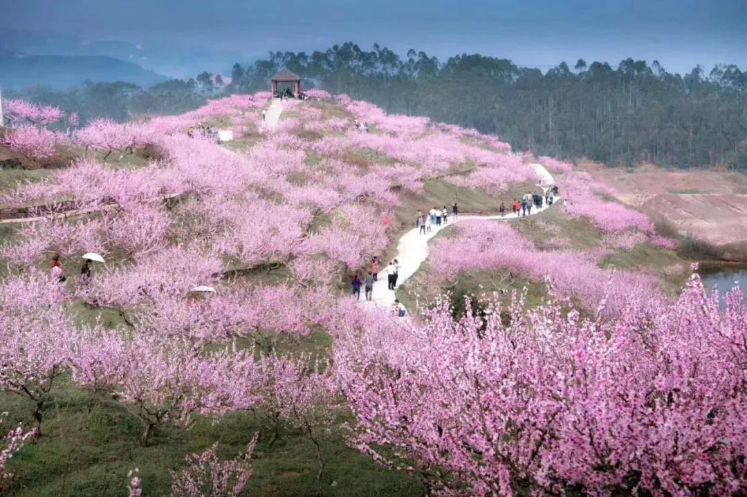 永川圣水湖桃花岛纯玩一日游 桃之夭夭 灼灼其华 1000