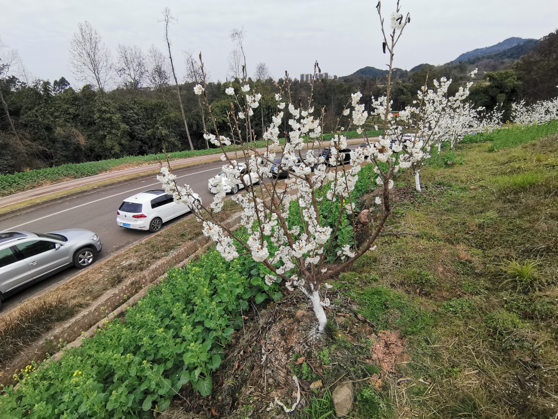 成都周边自驾游～蒲江县樱桃山景区,2021年2月17日.