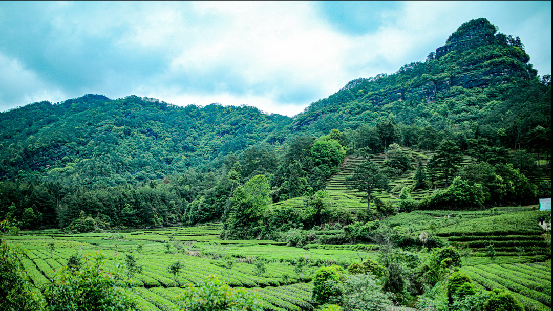 武夷山茶之旅 遇林亭窑址 燕子窠生态茶园基地一日游【寻茶·采茶制茶
