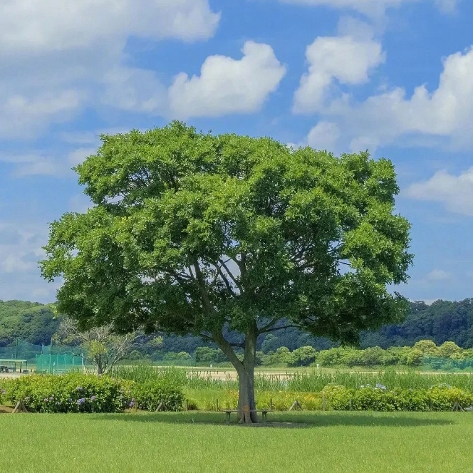 天泽