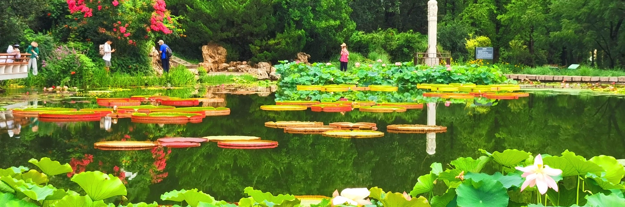 游国家植物园_游记