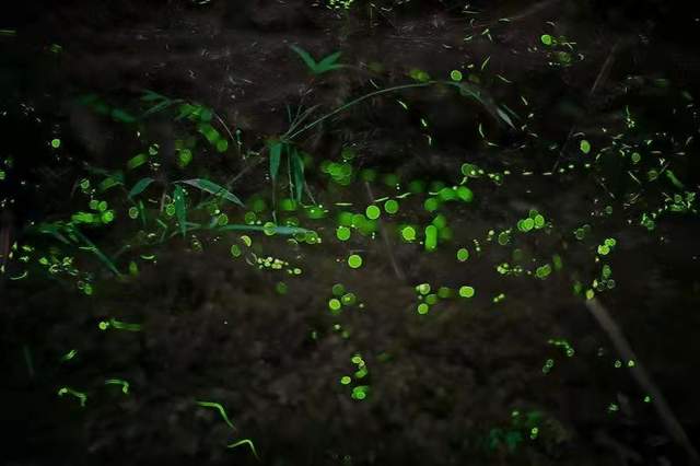 「青神萤火虫」重温仲夏夜之梦