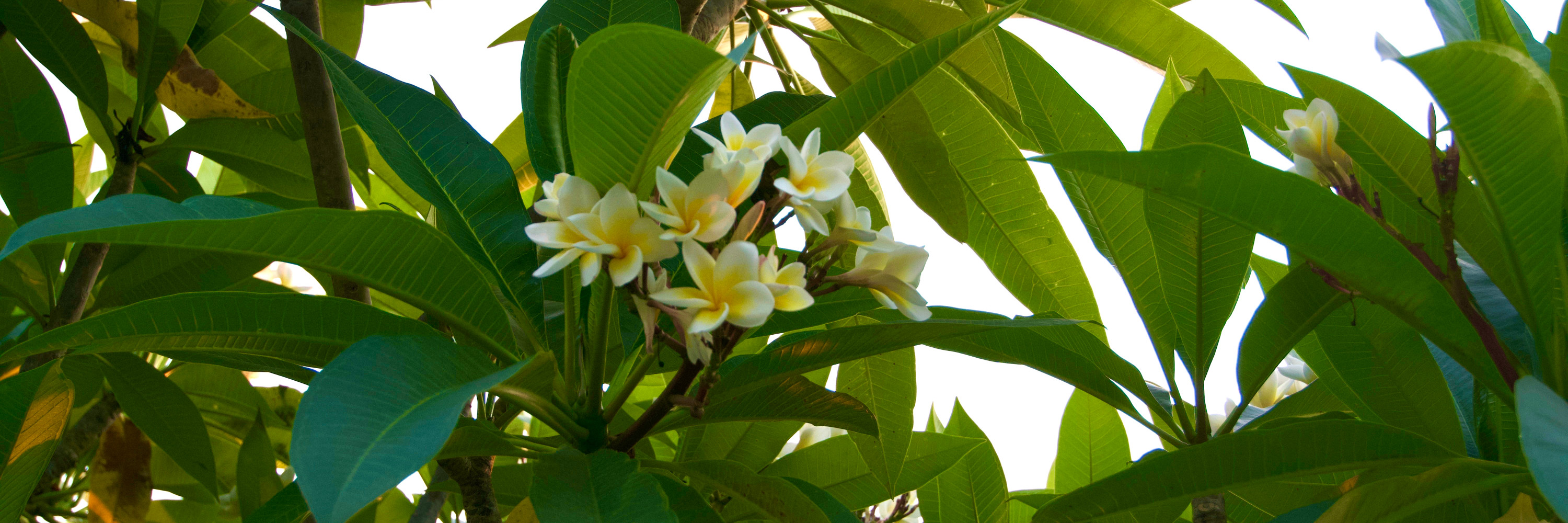 元江自驾攻略（3天2晚）