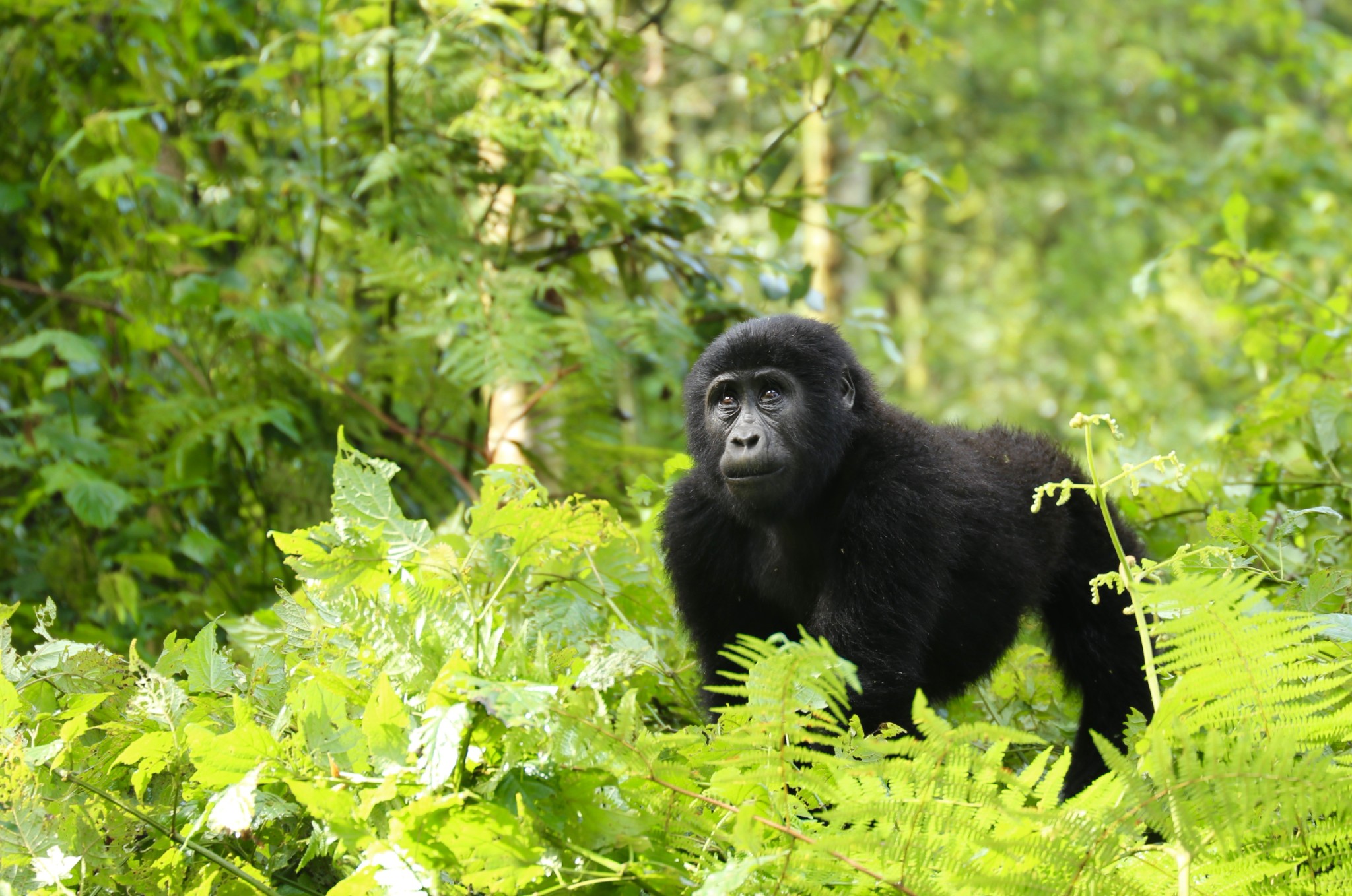 非洲国家旅游视频集锦_游记