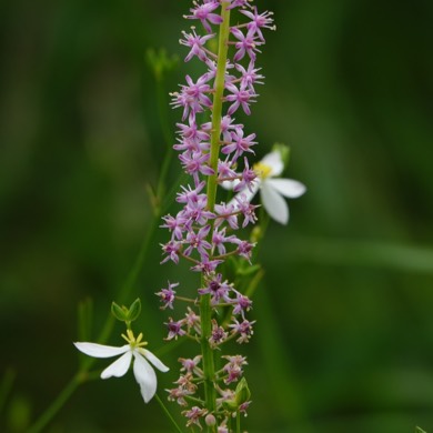 油菜花