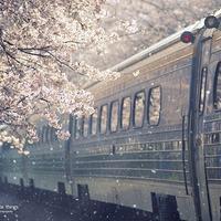 Flower Flower