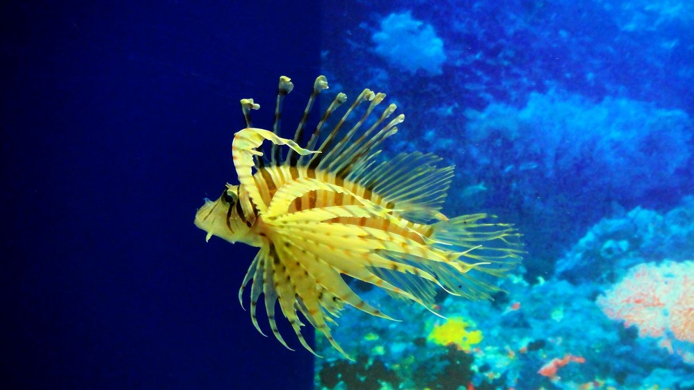 【上海海洋水族馆门票】上海海洋水族馆门票多少钱，上海海洋水族馆门票价格 