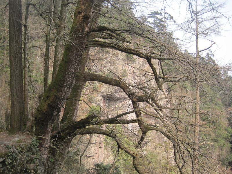 快乐旅程，清明节向【天目山】进发