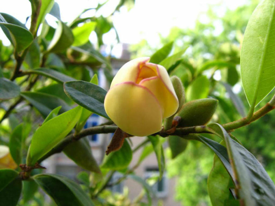 尧大力hi